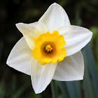 Daffodil