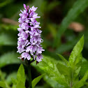 Common Spotted Orchid