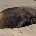 Fur Seal