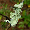 Parmotrema austrosinense