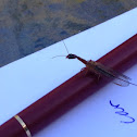 Snake fly