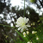 Bladder Campion