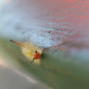 White-marked tussock moth