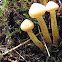 false chanterelle