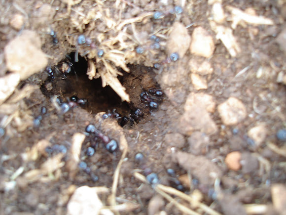 Spotting Image 1