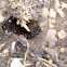 Ants