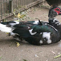 Duck (Muscovy Duck )