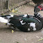 Duck (Muscovy Duck )