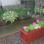 Hedgehog's Backyard garden