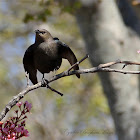 (Female) Brewer's Blackbird
