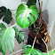 Swiss cheese plant