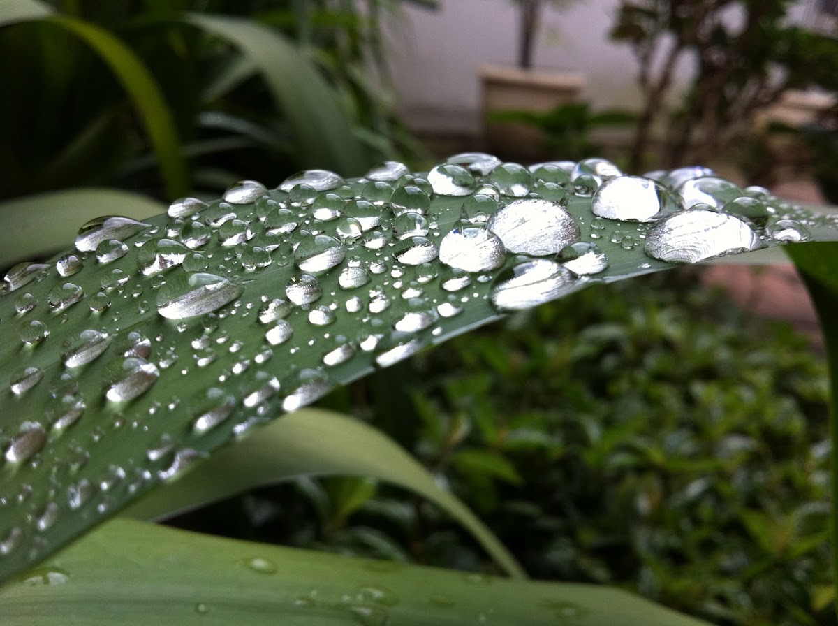 Dew in a iris leaf