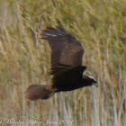 Marsh Harrier