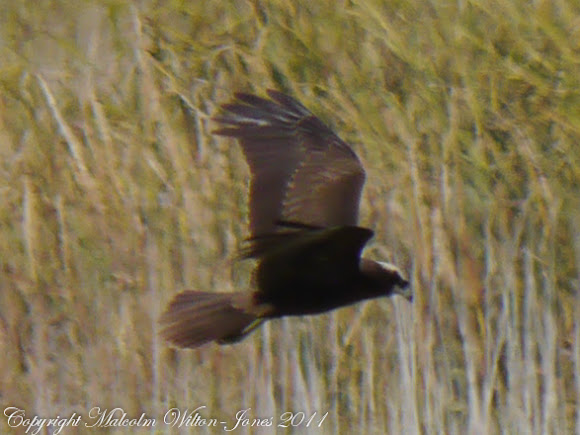 Spotting Image 1