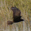 Marsh Harrier