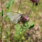 Black-veined White