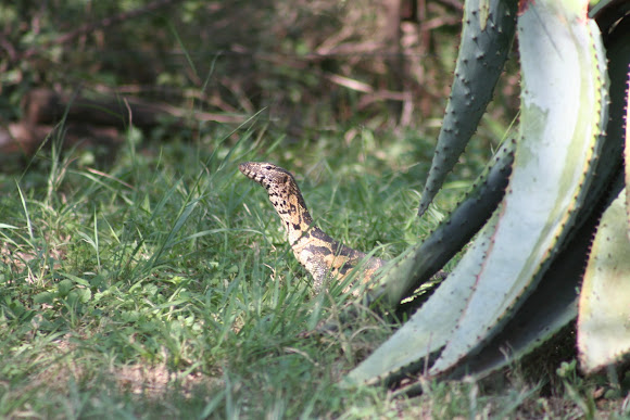Spotting Image 1