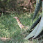Water Monitor