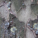 Lichen