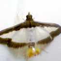 Cucumber Moth