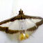Cucumber Moth