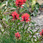 Alpine Paintbrush