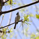 Blue-gray Gnatcatcher