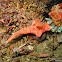 Trilobatum Nudibranch