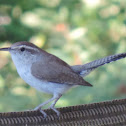 Bewick's Wren