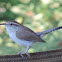 Bewick's Wren