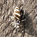 Zebra spider