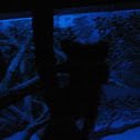 Aye-Aye