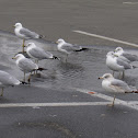 sea gulls