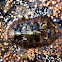 Mossy Chiton