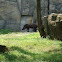 Tapir