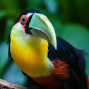 Red-breasted Toucan