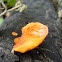 Cinnabar Polypore