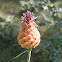 Leuzea mayor