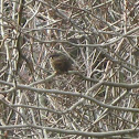 Song or Fox Sparrow