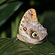 Owl Butterfly
