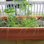 ceae's Herb Garden  garden