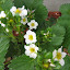 ceae's Side Deck garden