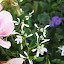 Euphorbia 