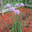Garlic Chives