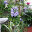 ceae's Trellised Corner garden