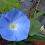 Ipomoea