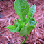 Passion Flower Incarnata 