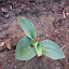 Hosta - Big Daddy