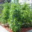 Early Girl Tomato (1) 
