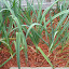 Leeks